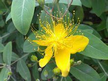 荆棘开花,逆境中的希望与成长